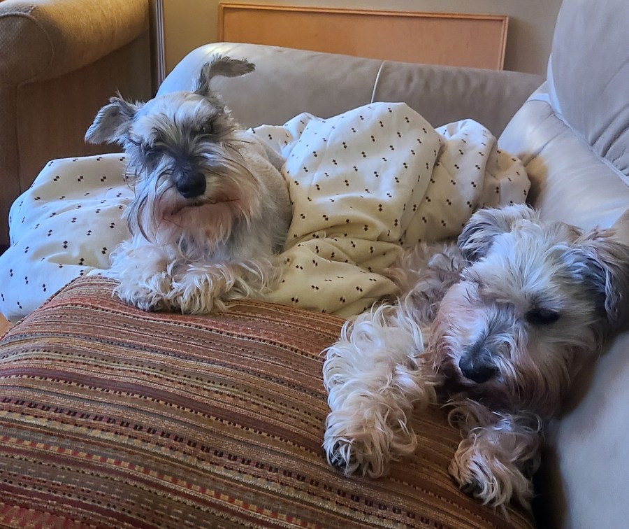 Dogs, Enzymes, and a Conspiracy&nbsp;Theorist